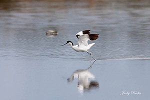 L'avocette élégante au gagnage dans le marais salant